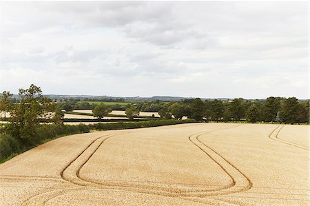 Paths carved in crop field Stock Photo - Premium Royalty-Free, Code: 649-06353320