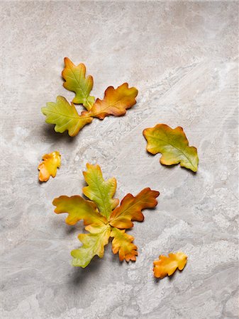 Close up of autumn leaves Foto de stock - Sin royalties Premium, Código: 649-06400429