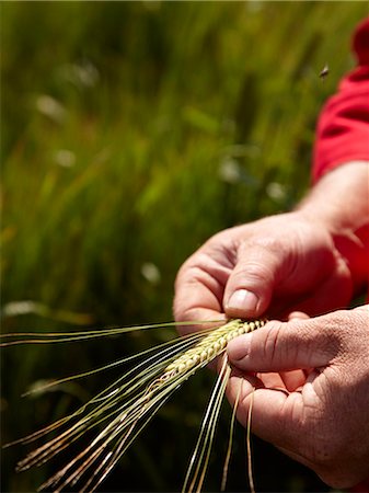 simsearch:649-06400463,k - Farmer examining barley stalks in field Stock Photo - Premium Royalty-Free, Code: 649-06400459