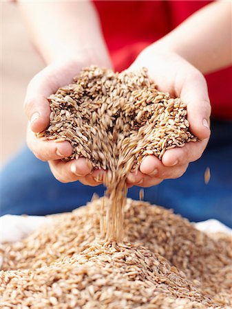 photos of hands and cups - Farmer pouring handful of barley seeds Foto de stock - Sin royalties Premium, Código: 649-06400465