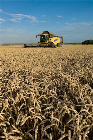 Harvester working in crop field Foto de stock - Sin royalties Premium, Código: 649-06400717