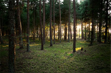 Sun shining through trees in forest Stock Photo - Premium Royalty-Free, Code: 649-06400726