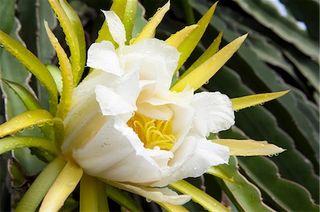 Close up of dragonfruit flower Stock Photo - Premium Royalty-Free, Code: 649-06400744