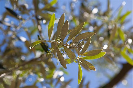 Close up of olive branch Stock Photo - Premium Royalty-Free, Code: 649-06400751