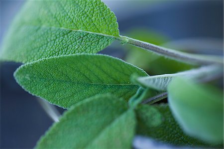 Gros plan des feuilles de menthe Photographie de stock - Premium Libres de Droits, Code: 649-06400771