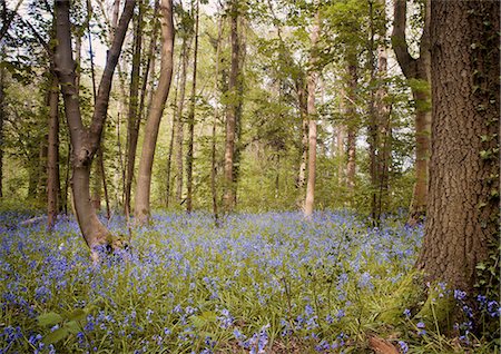 simsearch:649-09205776,k - Purple wildflowers growing in forest Stock Photo - Premium Royalty-Free, Code: 649-06400884