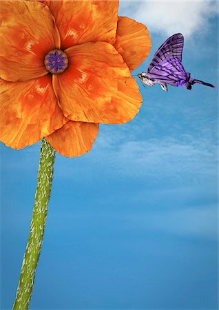 polinización - Close up of butterfly landing on flower Foto de stock - Sin royalties Premium, Código: 649-06400886