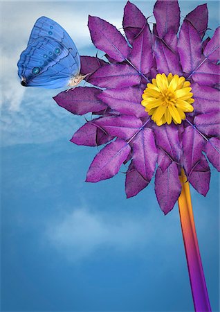 polinización - Close up of butterfly landing on flower Foto de stock - Sin royalties Premium, Código: 649-06400887