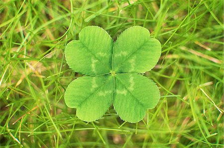 Close up of four leaf clover Stock Photo - Premium Royalty-Free, Code: 649-06400882