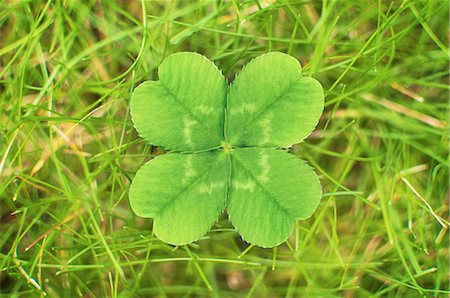 Close up of four leaf clover Foto de stock - Royalty Free Premium, Número: 649-06400882