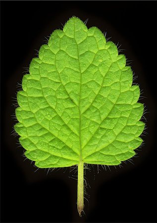 Close up of mint leaf Stock Photo - Premium Royalty-Free, Code: 649-06400894