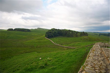 sheep on hill - Stone walls in rural field Foto de stock - Sin royalties Premium, Código: 649-06401155