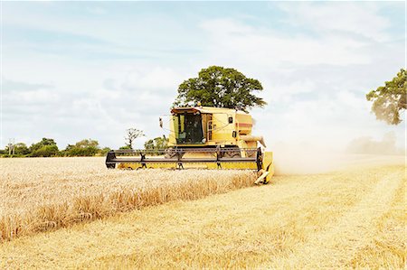 Tractor harvesting grains in crop field Foto de stock - Sin royalties Premium, Código: 649-06401205