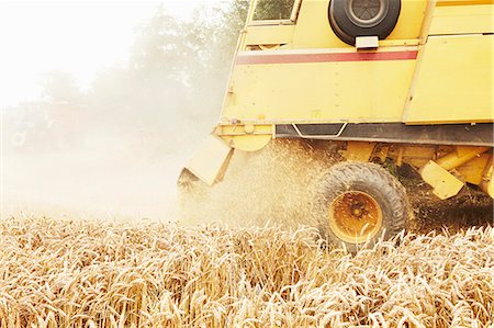 stubble field - Tractor harvesting grains in crop field Stock Photo - Premium Royalty-Free, Code: 649-06401209