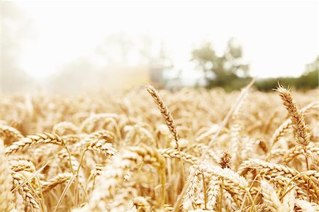 field crops harvest - Close up of grains growing in field Stock Photo - Premium Royalty-Free, Code: 649-06401210