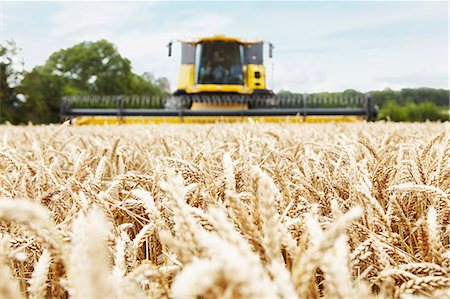 farming growing - Harvester working in crop field Stock Photo - Premium Royalty-Free, Code: 649-06401237