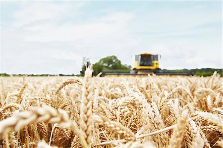 Harvester working in crop field Stock Photo - Premium Royalty-Free, Code: 649-06401238