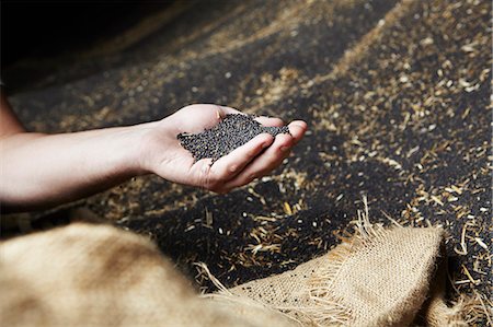 semilla - Hand scooping harvested grain Foto de stock - Sin royalties Premium, Código: 649-06401247