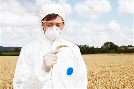 Scientist examining grains in crop field Foto de stock - Sin royalties Premium, Código: 649-06401250