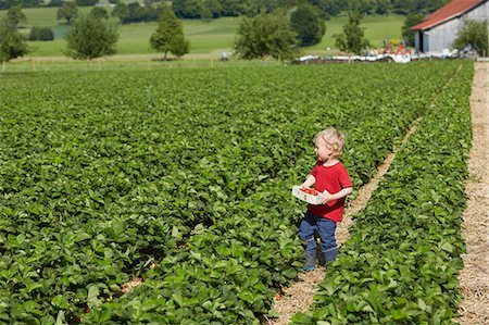 Boy picking strawberries in field Foto de stock - Sin royalties Premium, Código: 649-06401296