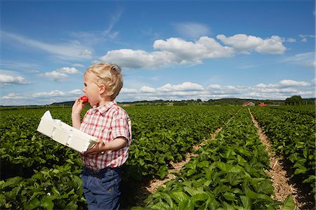 farm - Boy eating strawberry in crop field Stock Photo - Premium Royalty-Free, Code: 649-06401290