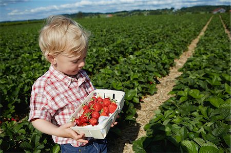 Boy picking strawberries in field Foto de stock - Sin royalties Premium, Código: 649-06401291