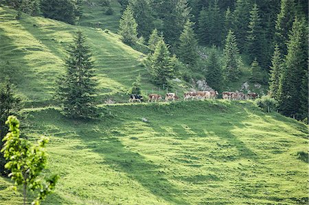 simsearch:649-08561296,k - Vaches marchant le long de la colline herbeuse Photographie de stock - Premium Libres de Droits, Code: 649-06432607