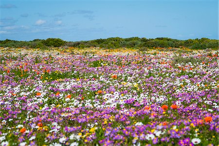 Field of flowers in rural landscape Stock Photo - Premium Royalty-Free, Code: 649-06432638
