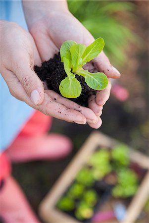 siembra - Woman holding sprout in dirt Foto de stock - Sin royalties Premium, Código: 649-06432666