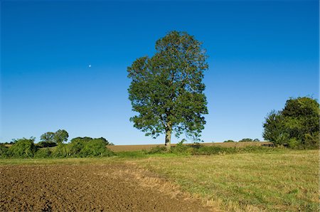 fraxinus - Tree growing in grassy rural field Stock Photo - Premium Royalty-Free, Code: 649-06432723