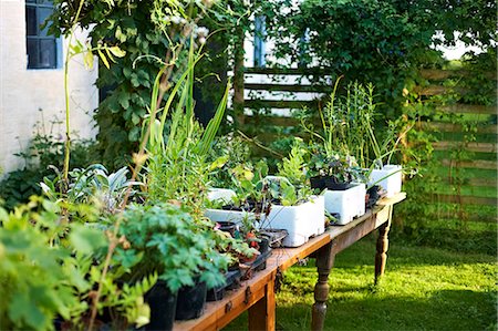 europe gardening - Potted plants on table in backyard Stock Photo - Premium Royalty-Free, Code: 649-06432789