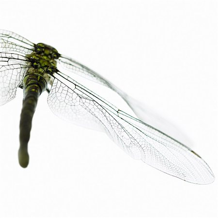 Close up of dragonfly wings Foto de stock - Sin royalties Premium, Código: 649-06432794