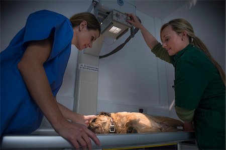 Veterinarian getting x-rays of dog Foto de stock - Sin royalties Premium, Código: 649-06433051