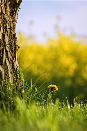 simsearch:649-06432787,k - Dandelion growing by tree Foto de stock - Sin royalties Premium, Código: 649-06433189