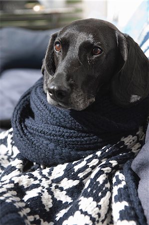 Dog wrapped in knitted blanket on sofa Foto de stock - Sin royalties Premium, Código: 649-06433209