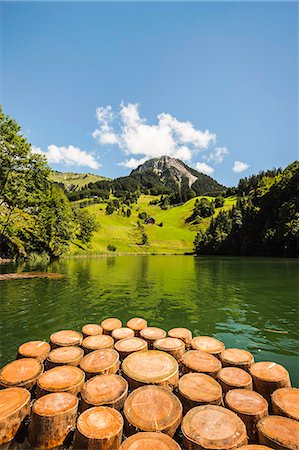 Tree stumps in still rural lake Fotografie stock - Premium Royalty-Free, Codice: 649-06433203