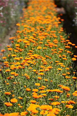 simsearch:695-05772422,k - Row of orange flowers in field Foto de stock - Sin royalties Premium, Código: 649-06433409