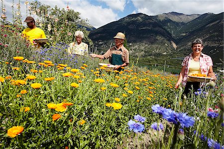 Older people picking flowers in field Foto de stock - Sin royalties Premium, Código: 649-06433415