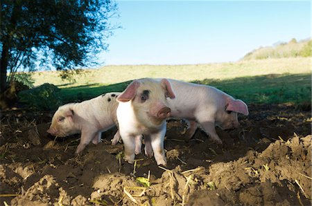 Pigs rooting in dirt field Stock Photo - Premium Royalty-Free, Code: 649-06489127