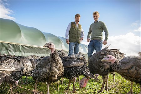 Farmers with turkeys on free range farm Foto de stock - Sin royalties Premium, Código: 649-06489534