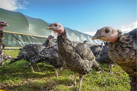 Turkeys on free range farm Photographie de stock - Premium Libres de Droits, Code: 649-06489533