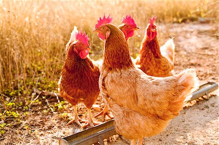 Chickens in dirt yard Stock Photo - Premium Royalty-Free, Code: 649-06489701