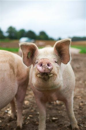 front view of a pig - Close up of pigs snout Stock Photo - Premium Royalty-Free, Code: 649-06489839