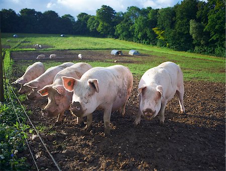 Pigs rooting in dirt field Photographie de stock - Premium Libres de Droits, Code: 649-06489845