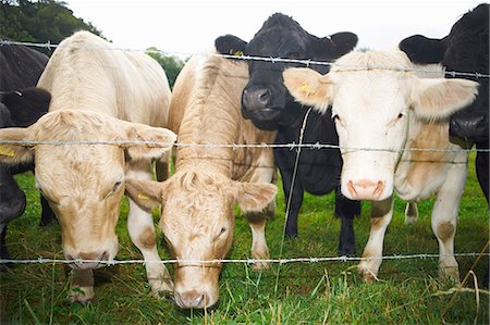 simsearch:649-07239641,k - Cows peeking out from wire fence Photographie de stock - Premium Libres de Droits, Code: 649-06489847