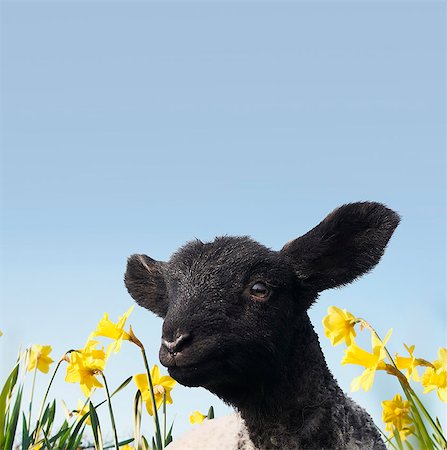 Lamb walking in field of flowers Foto de stock - Royalty Free Premium, Número: 649-06489867