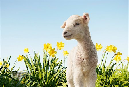 Lamb walking in field of flowers Foto de stock - Royalty Free Premium, Número: 649-06489872
