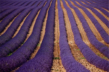 Rows of purple flowers in field Stock Photo - Premium Royalty-Free, Code: 649-06490159