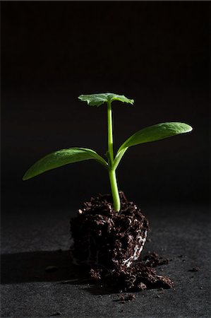 start growing plant - Sprouting seed depotted Foto de stock - Sin royalties Premium, Código: 649-06532927