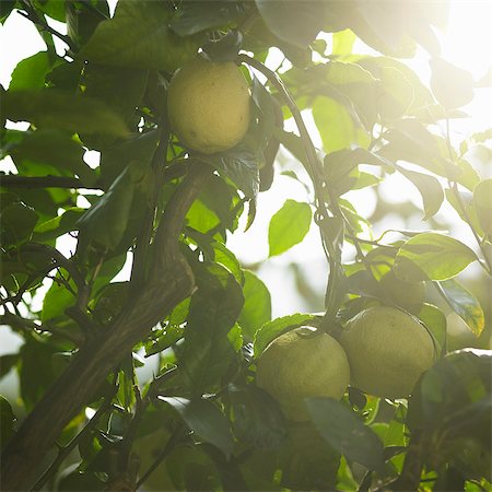 Close up of fruit in tree Stock Photo - Premium Royalty-Free, Code: 649-06533325